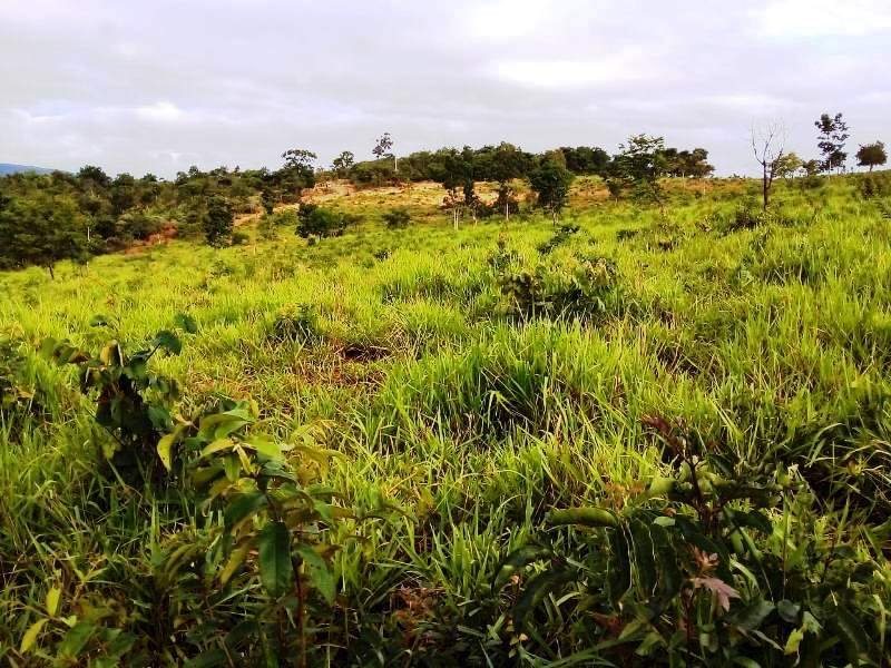 Fazenda - Venda - Zona Rural - Joaquim Felcio - MG